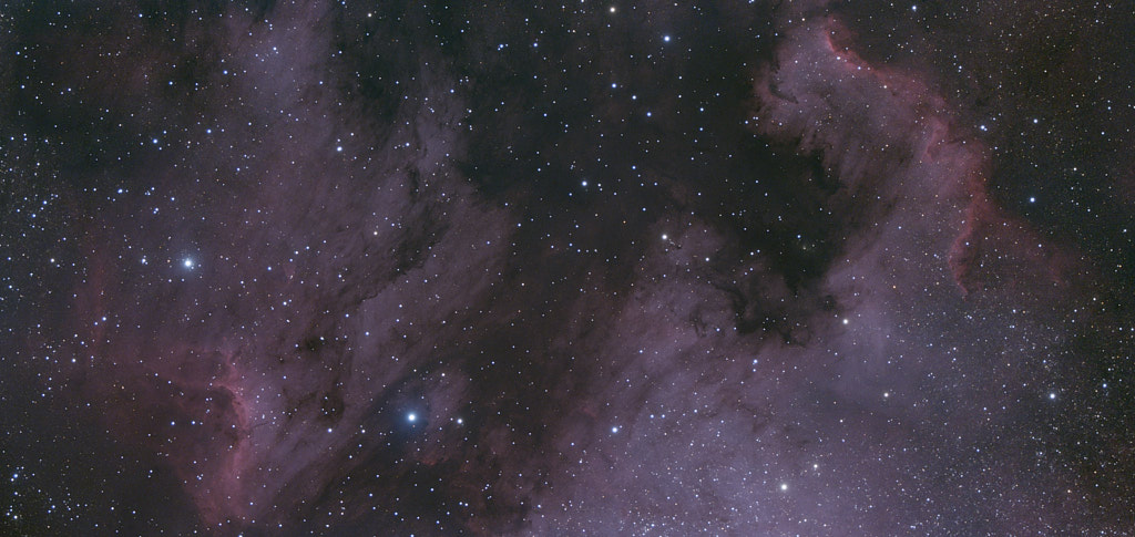 A large emission nebula, roughly in the shape of a pelican, and a portion of the North America nebula in the constellation Cygnus.