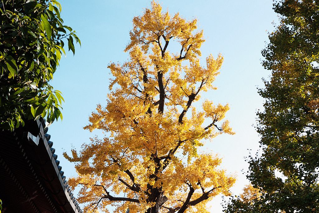 A brilliantly yellow tree in fall
