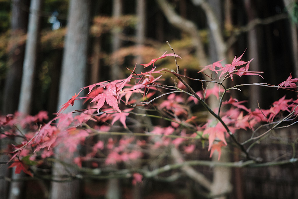 Japanese maple in fall