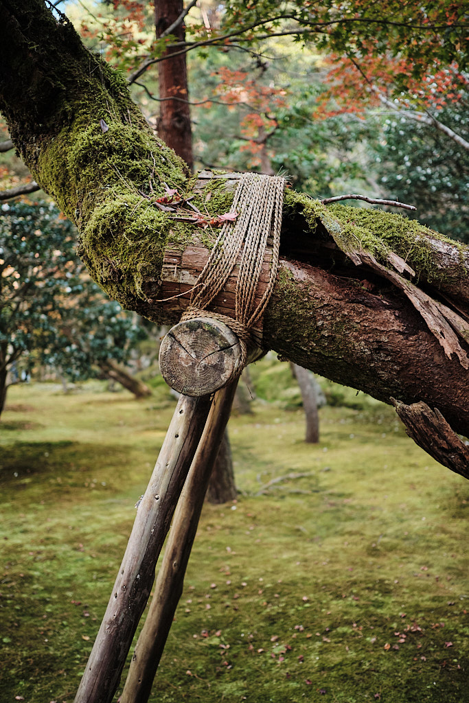 A tree, supported, in Kyoto