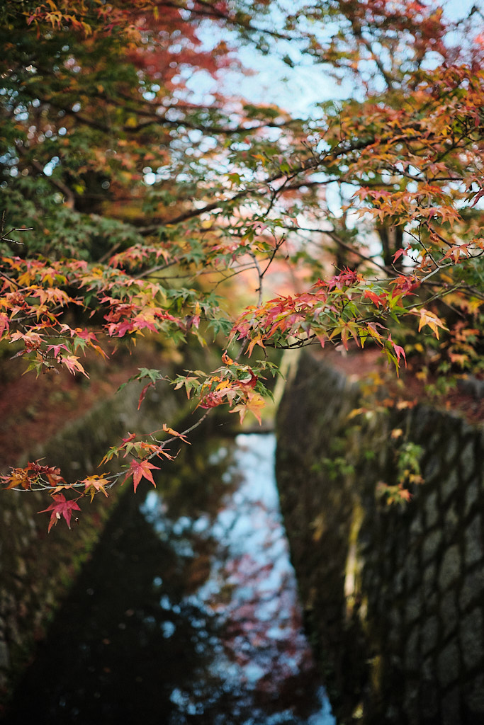 Japanese maples in fall on the Philosopher's Path in Kyoto